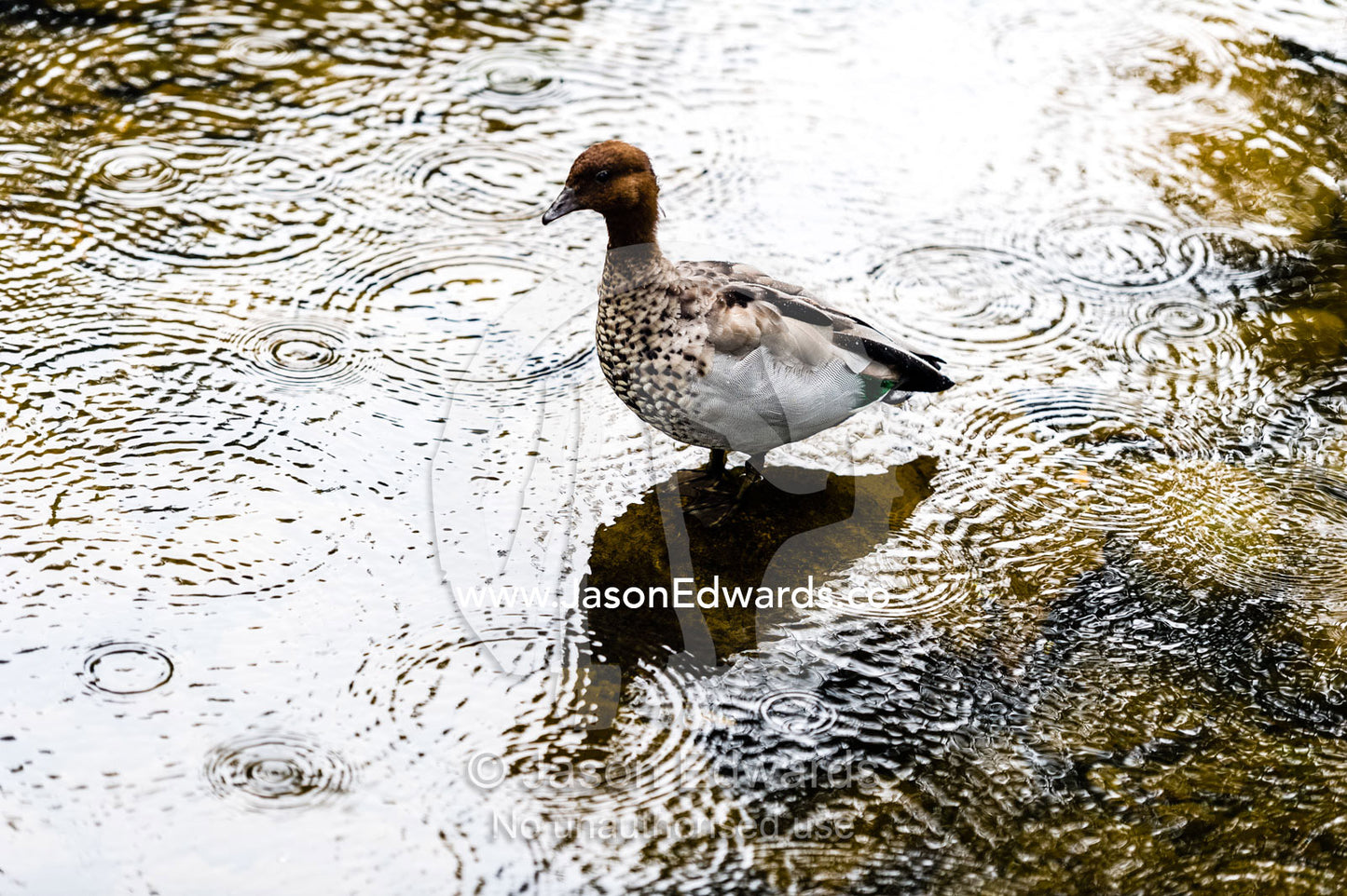 A wood duck standing in a forest stream during a rainstorm. Wye River, Victoria, Australia.