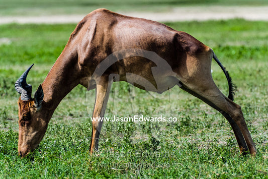 A hartebeest grazing on the short grass plains of the savannah. Ngorongoro Crater, Ngorongoro Conservation Area, Ngorongoro District, Tanzania, Africa.
