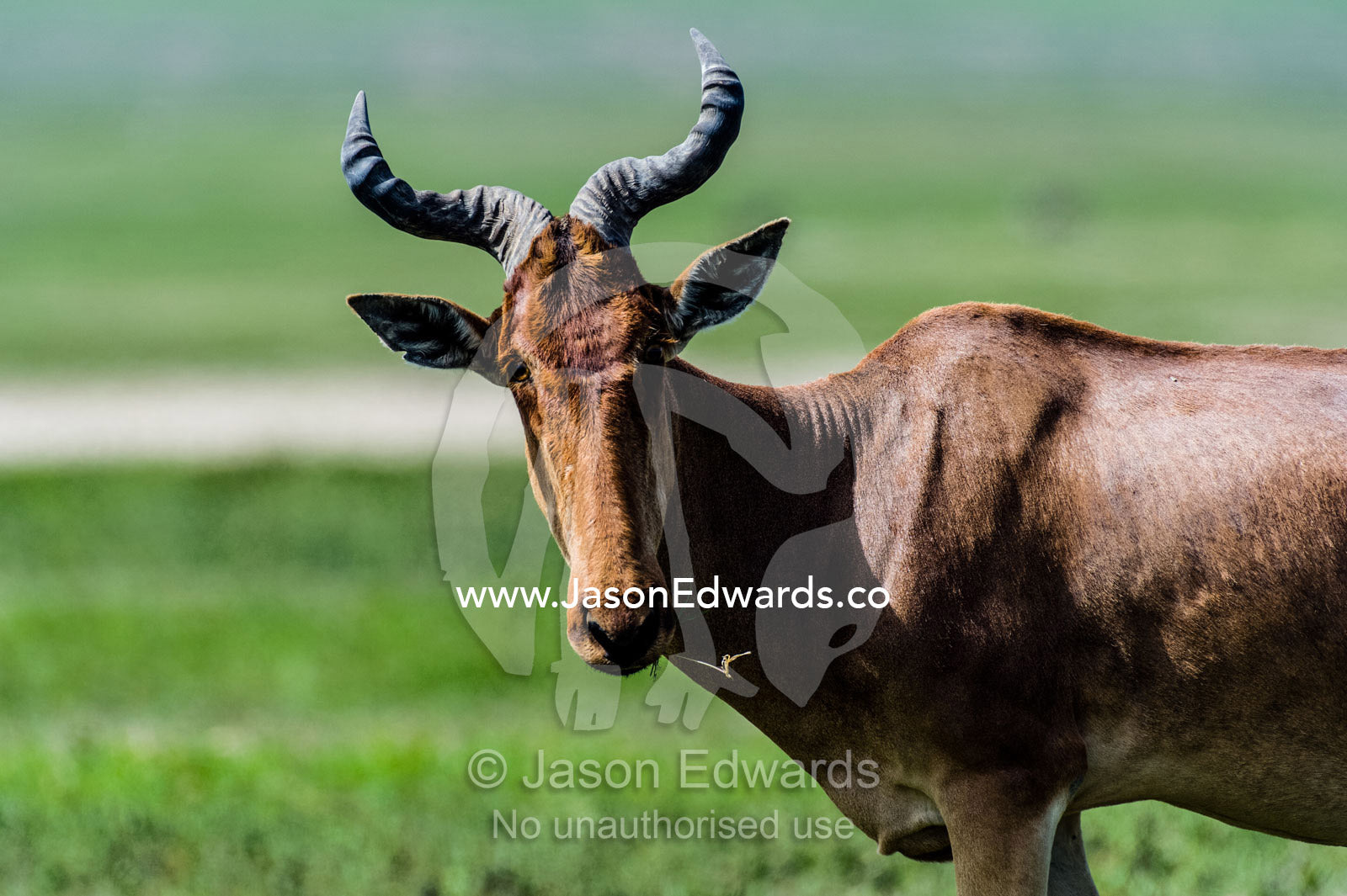 The curved and ribbed horns of a hartebeest on the savannah. Ngorongoro Crater, Ngorongoro Conservation Area, Ngorongoro District, Tanzania, Africa.