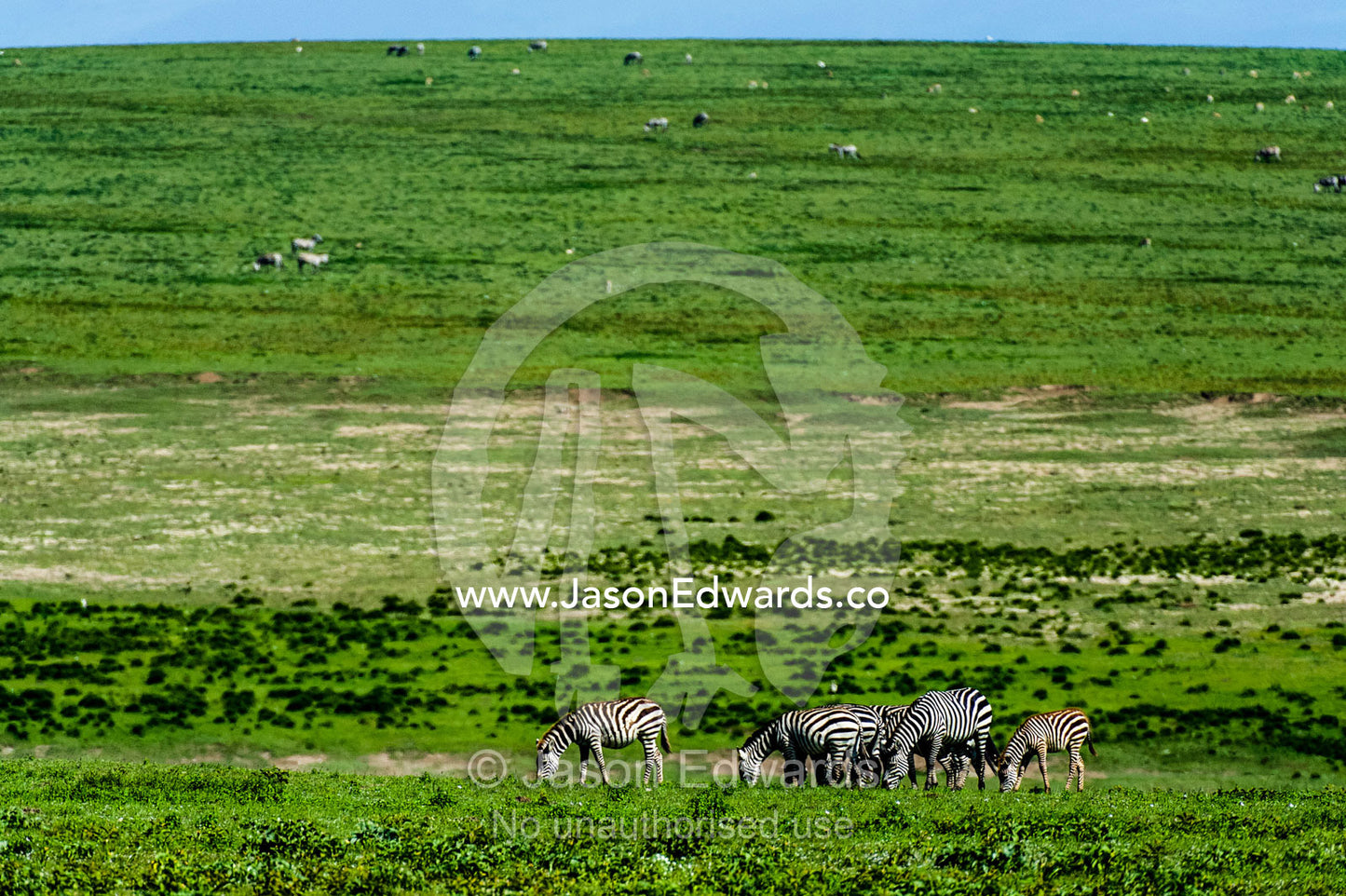 A herd of Grants zebra grazing on the vast short grass plains of the savannah. Serengeti National Park, Mara and Simiyu Region, Serengeti, Tanzania.
