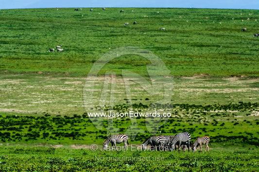 A herd of Grants zebra grazing on the vast short grass plains of the savannah. Serengeti National Park, Mara and Simiyu Region, Serengeti, Tanzania.
