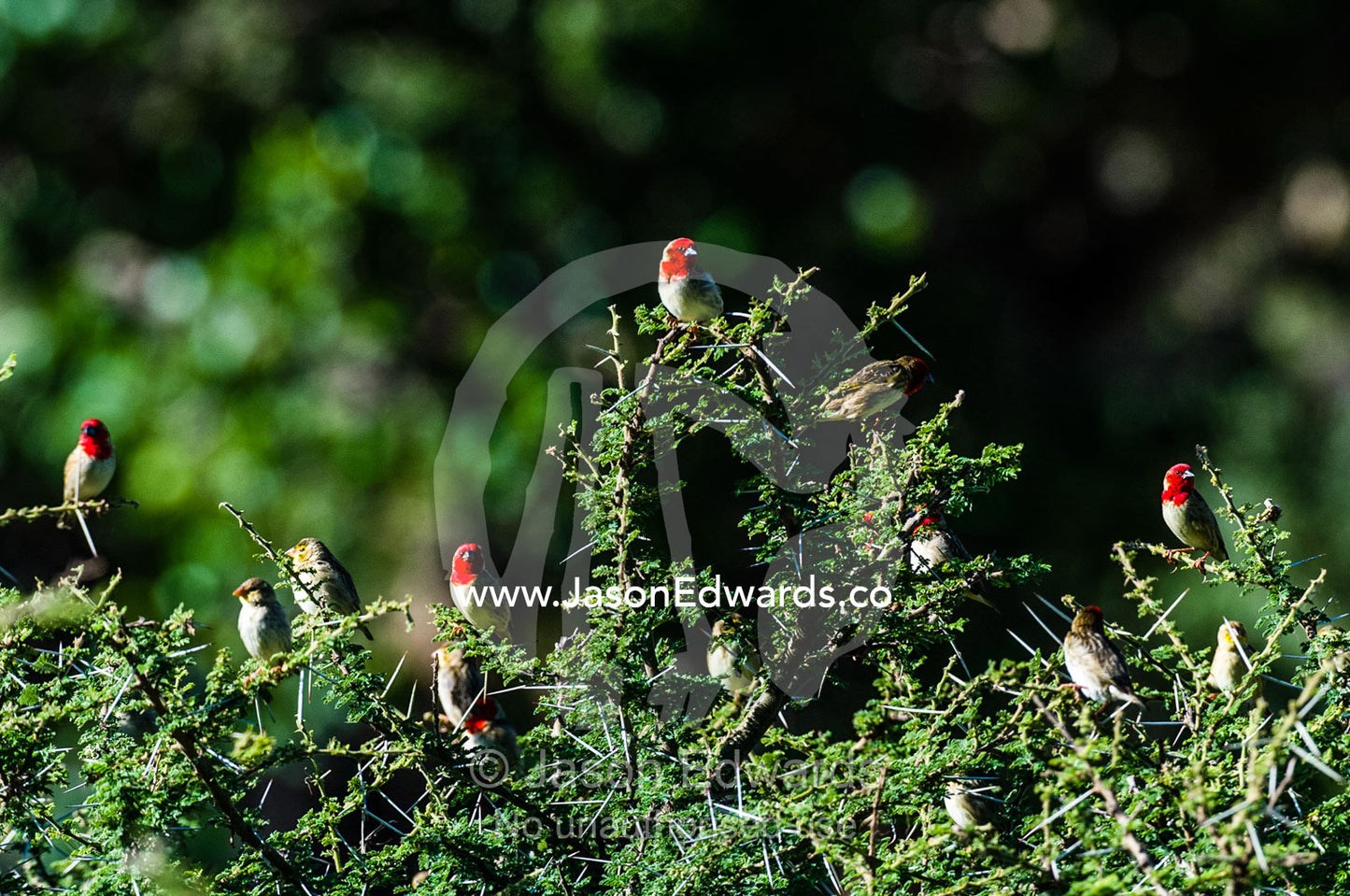 A flock of Cardinal Quelea perched in the thorny branches of an Umbrella Thorn Acacia tree. Arusha, Nasera Rock, Angata Kiti Valley, Ngorongoro Conservation Area, Crater Highlands, Tanzania.