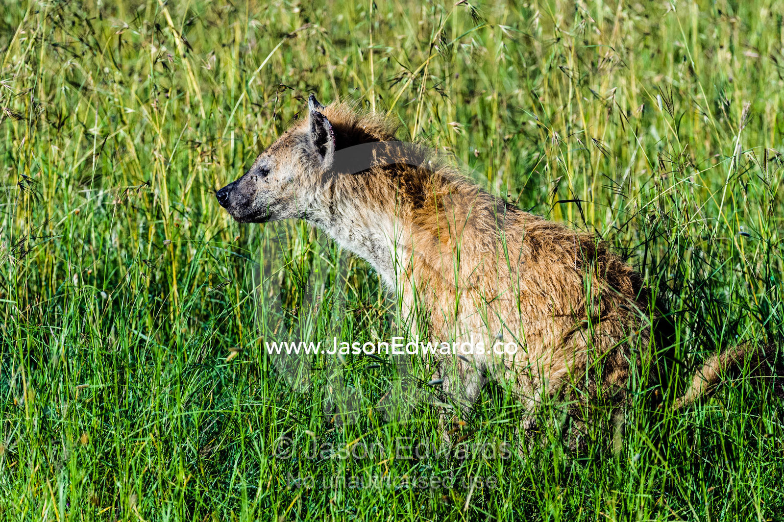 A spotted hyena marks its territory on the grassy savannah plain by urinating. Serengeti National Park, Mara and Simiyu Region, Serengeti, Tanzania.