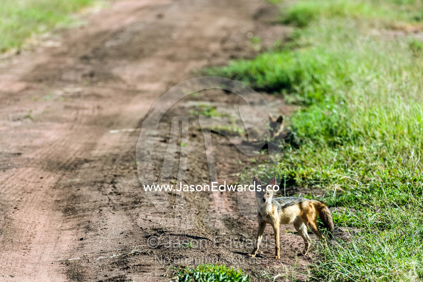 Alert and alarmed, a black-backed jackal stands along a dirt track on the savannah plain of a safari park. Serengeti National Park, Mara and Simiyu Region, Serengeti, Tanzania.