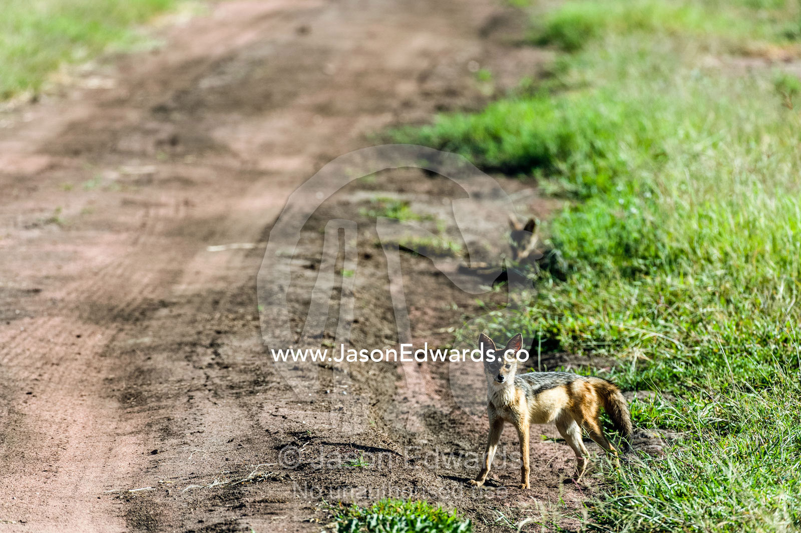 Alert and alarmed, a black-backed jackal stands along a dirt track on the savannah plain of a safari park. Serengeti National Park, Mara and Simiyu Region, Serengeti, Tanzania.