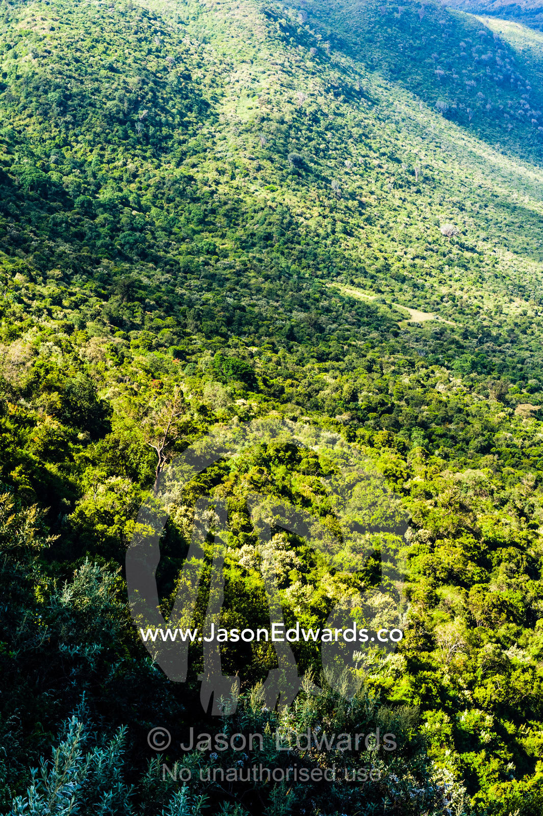 A tropical rainforest canopy covers the slope of an extinct volcano caldera rising from the floor of the Great Rift Valley. Near Lake Naivasha, Nakuru County, Great Rift Valley, Kenya.