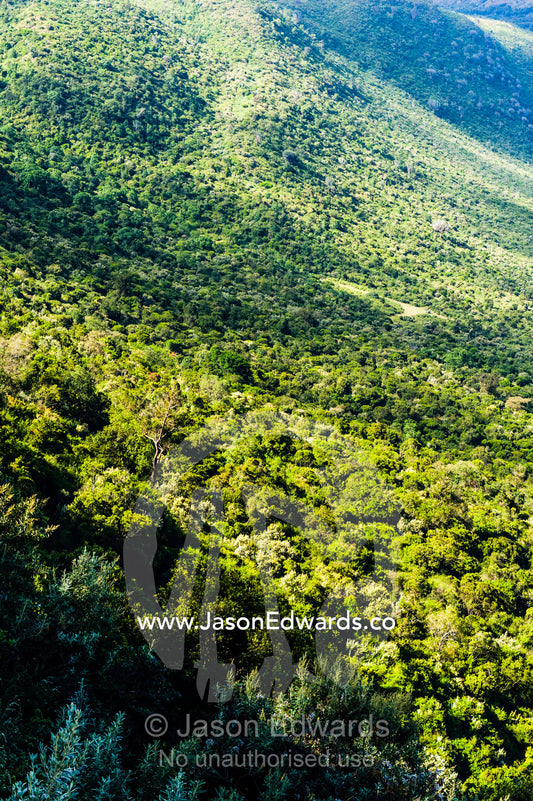 A tropical rainforest canopy covers the slope of an extinct volcano caldera rising from the floor of the Great Rift Valley. Near Lake Naivasha, Nakuru County, Great Rift Valley, Kenya.