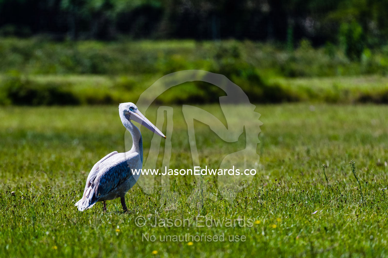 A great white pelican resting in the sun on a flood plain. Lake Naivasha, Nakuru County, Great Rift Valley, Kenya.