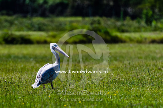 A great white pelican resting in the sun on a flood plain. Lake Naivasha, Nakuru County, Great Rift Valley, Kenya.