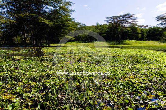 A dense mat of invasive water hyacinth choking the surface of a freshwater lake. Lake Naivasha, Nakuru County, Great Rift Valley, Kenya.