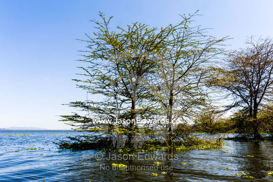 Acacia trees emerge from the surface of a flooded freshwater lake. Lake Naivasha, Nakuru County, Great Rift Valley, Kenya.