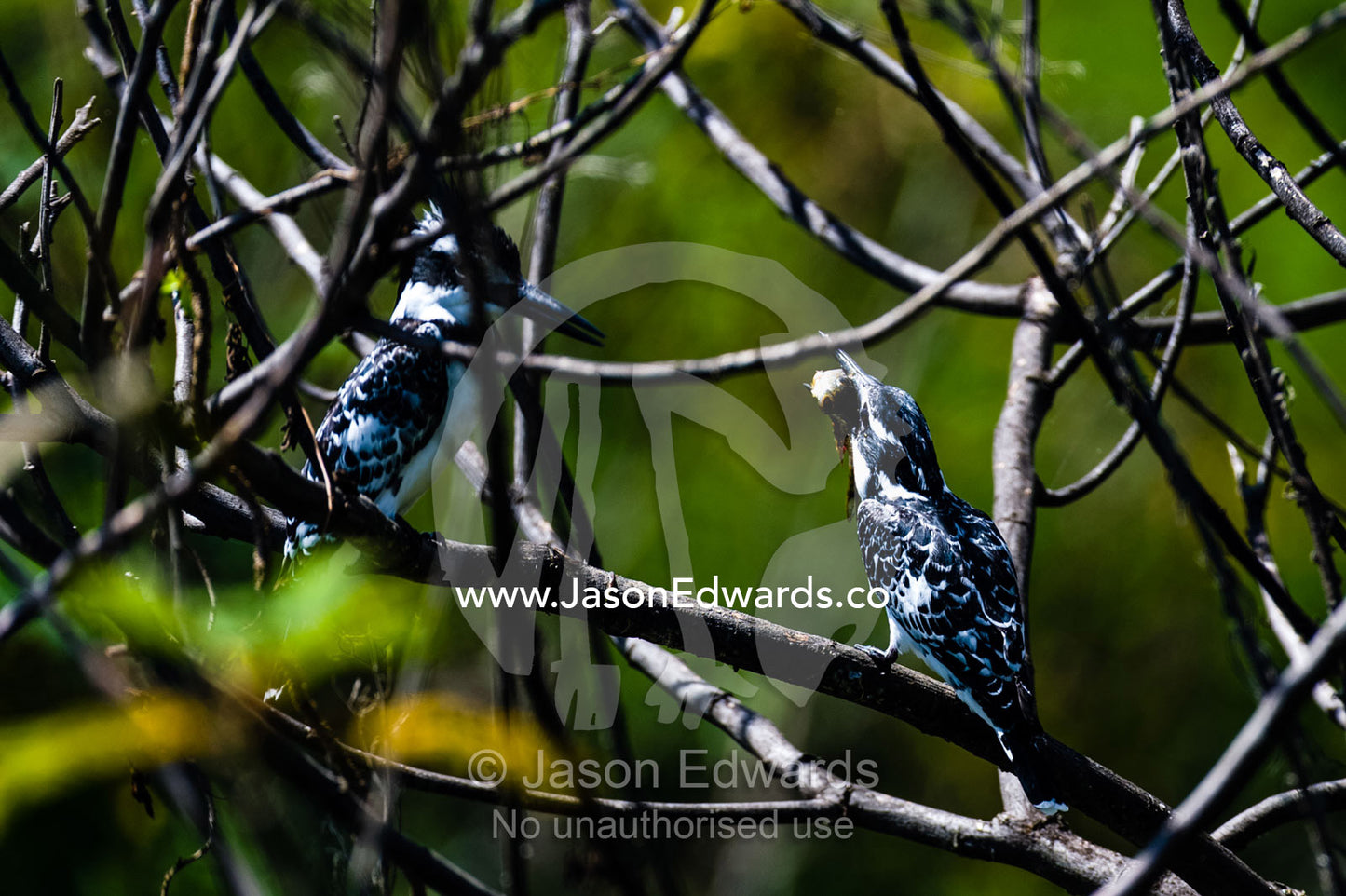 A pair of pied kingfishers eating a fish in a tree above a lake. Lake Naivasha, Nakuru County, Great Rift Valley, Kenya.
