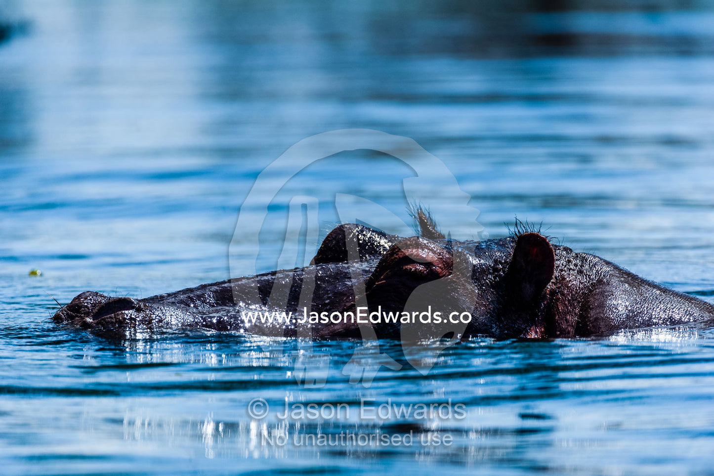 A Nile Hippopotamus swimming on the surface of a Lake Naivasha. Lake Naivasha, Nakuru County, Great Rift Valley, Kenya.