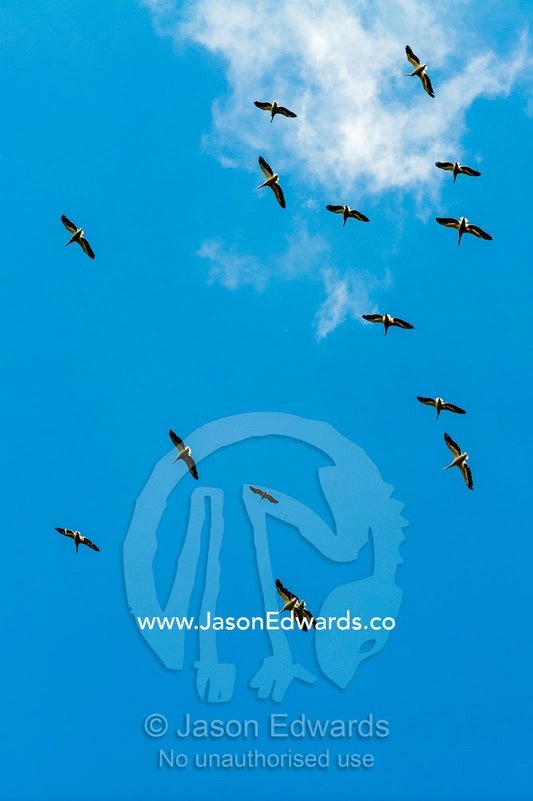 A flock of great white pelicans circling on thermal air currents in a clear blue sky. Lake Naivasha, Nakuru County, Great Rift Valley, Kenya.