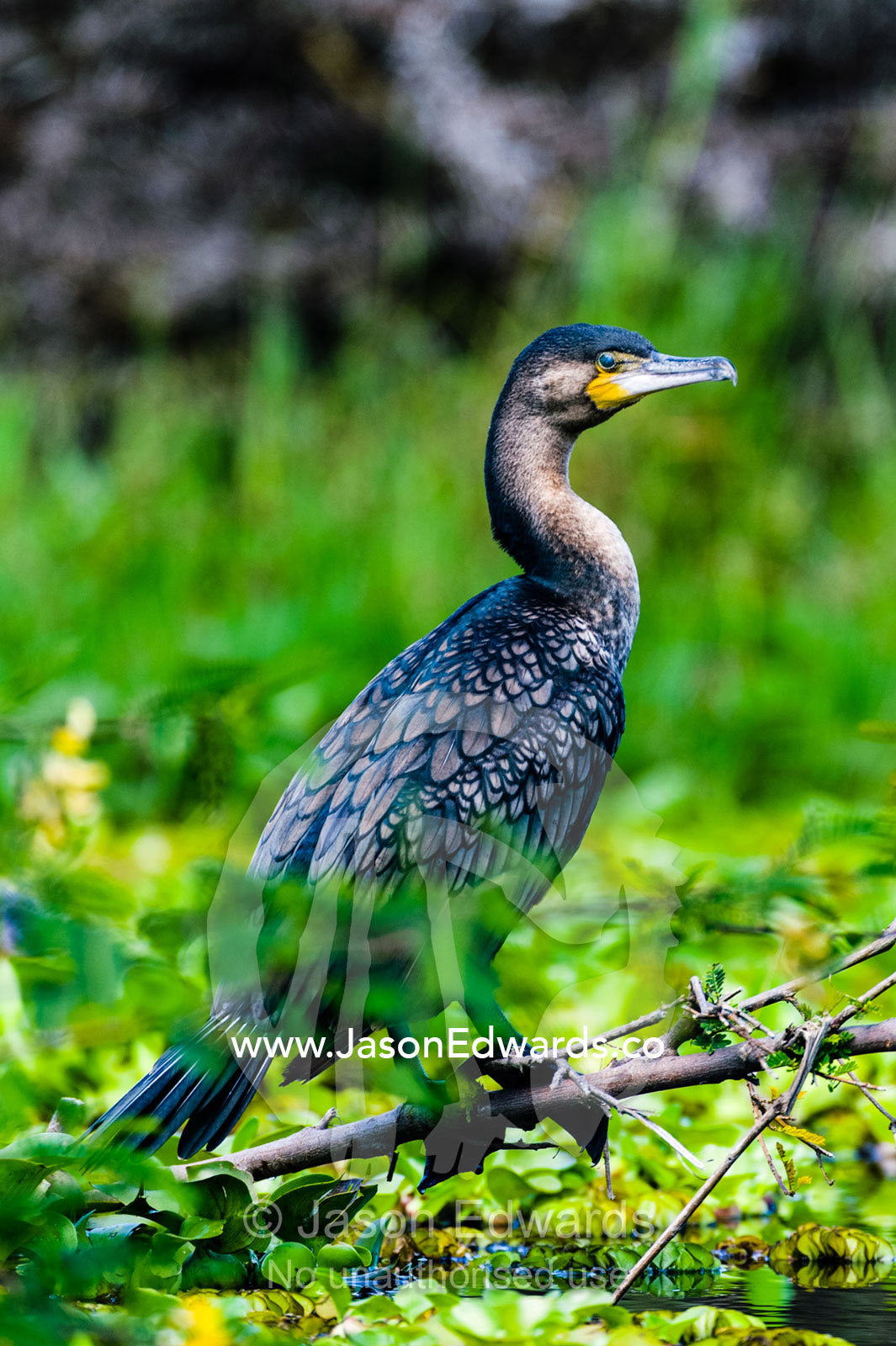 A white-breasted cormorant roosting on a branch above a lake covered in water hyacinth. Lake Naivasha, Nakuru County, Great Rift Valley, Kenya.