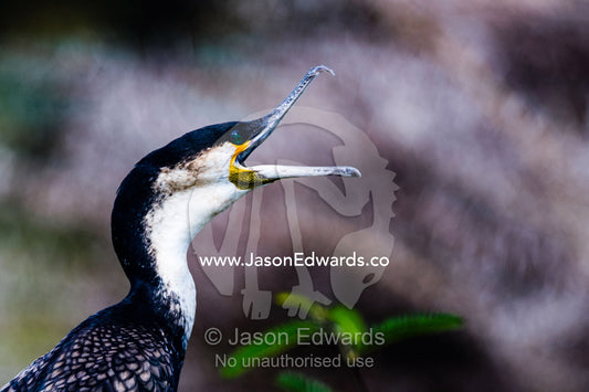 A white-breasted cormorant opens and stretches its large hooked bill. Lake Naivasha, Nakuru County, Great Rift Valley, Kenya.