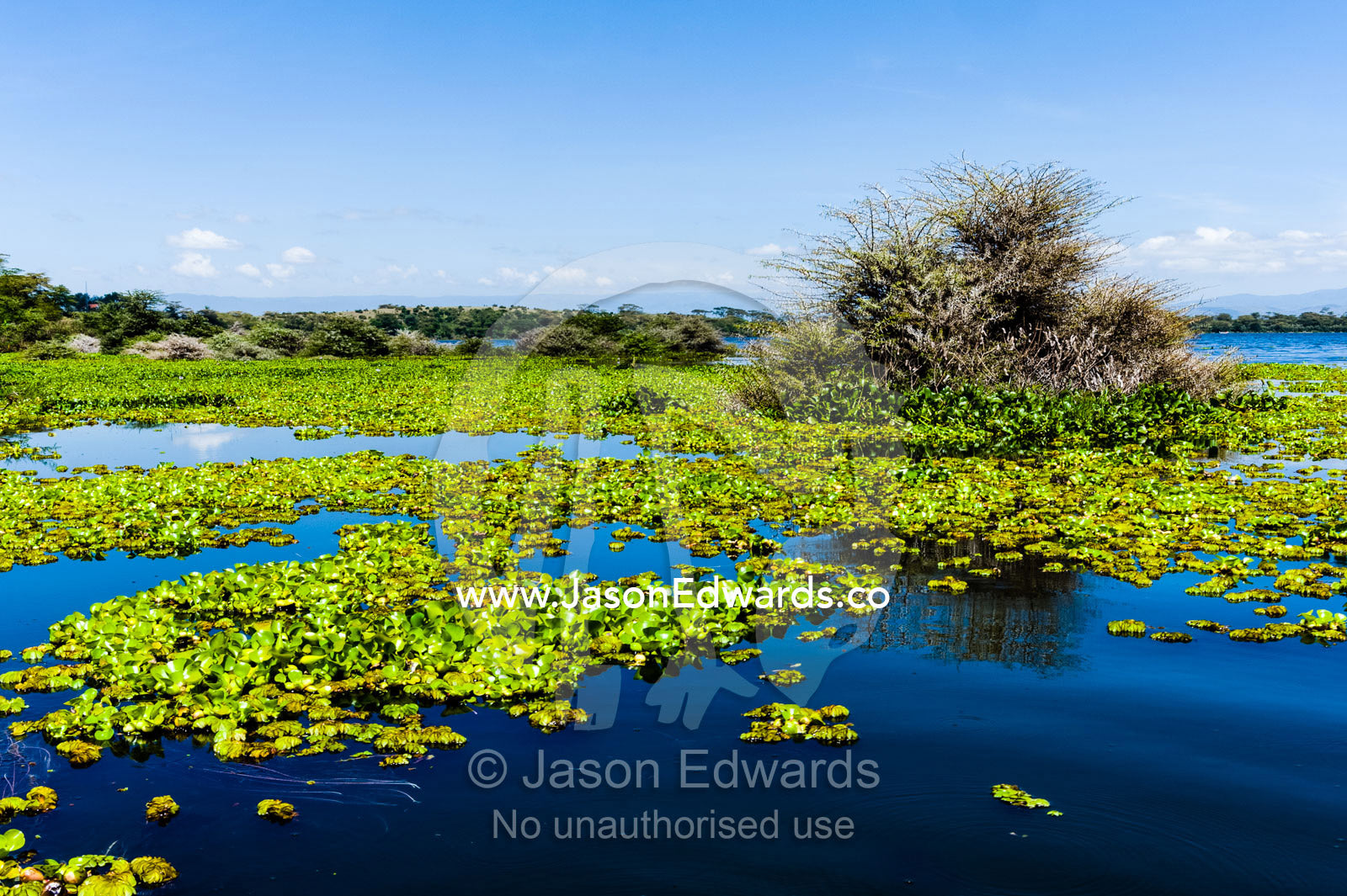 A dense mat of invasive water hyacinth choking the surface of Lake Naivasha. Lake Naivasha, Nakuru County, Great Rift Valley, Kenya.
