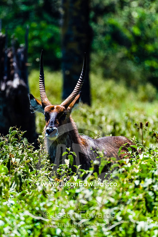 A waterbuck standing in dense vegetation in a woodland forest clearing. Lake Naivasha, Nakuru County, Great Rift Valley, Kenya.