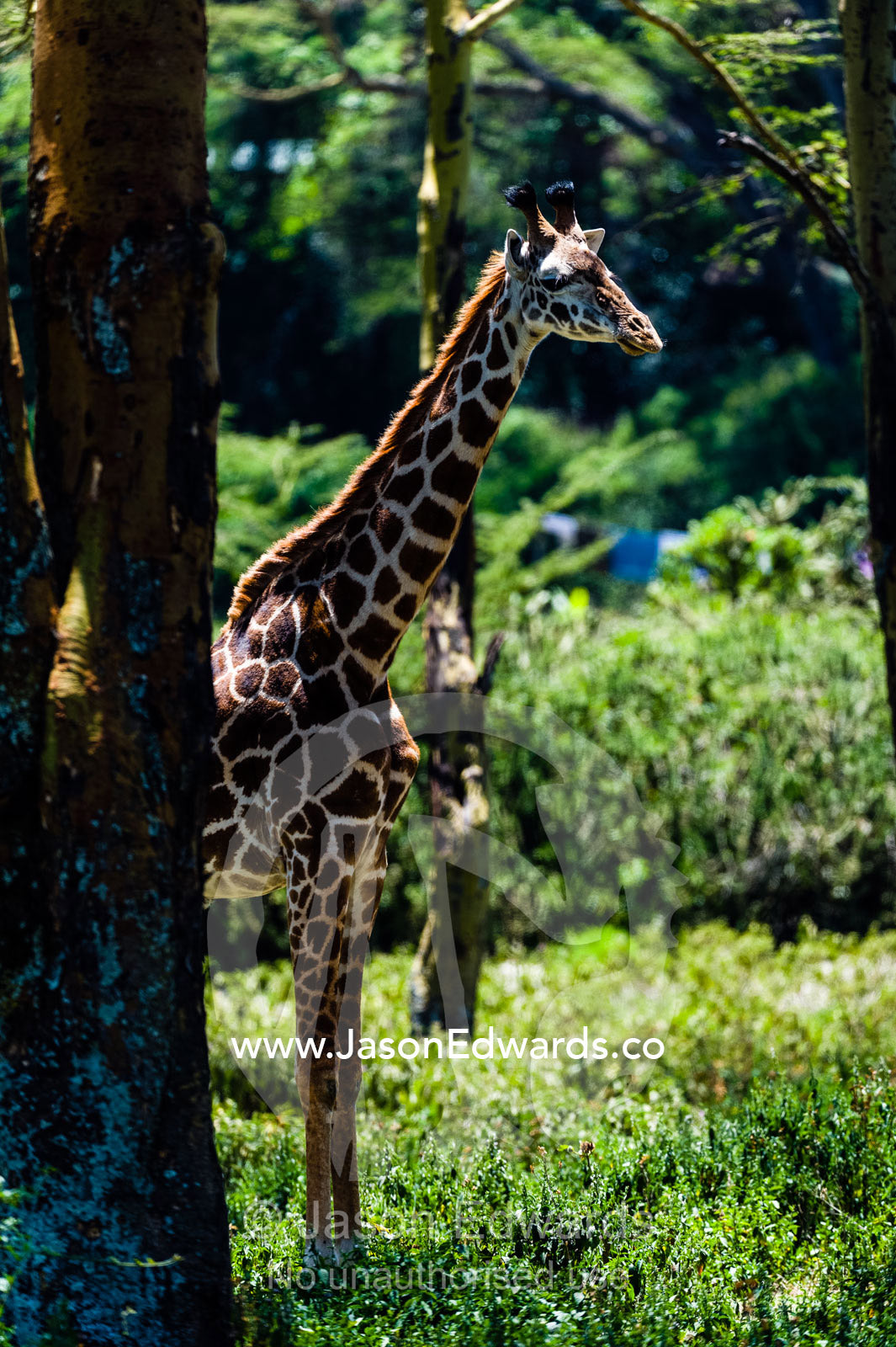 A Maasai giraffe resting in the shade from the heat of the day in a woodland forest clearing. Lake Naivasha, Nakuru County, Great Rift Valley, Kenya.