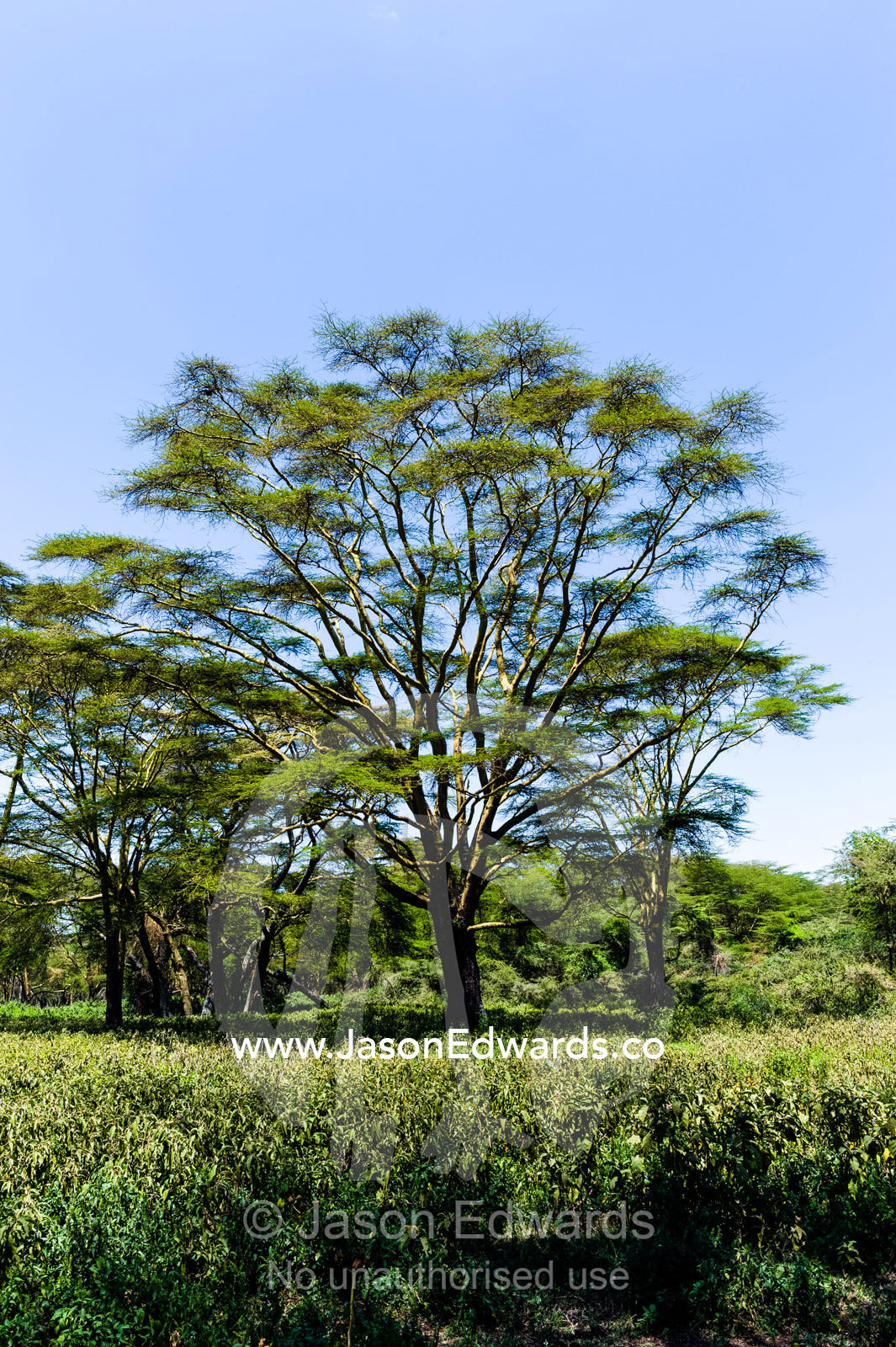 A stand of yellow bark acacia surrounded by tall grasses on the shore of Lake Naivasha. Lake Naivasha, Nakuru County, Great Rift Valley, Kenya.