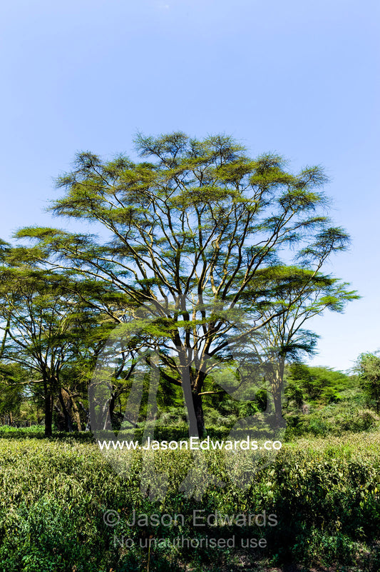 A stand of yellow bark acacia surrounded by tall grasses on the shore of Lake Naivasha. Lake Naivasha, Nakuru County, Great Rift Valley, Kenya.