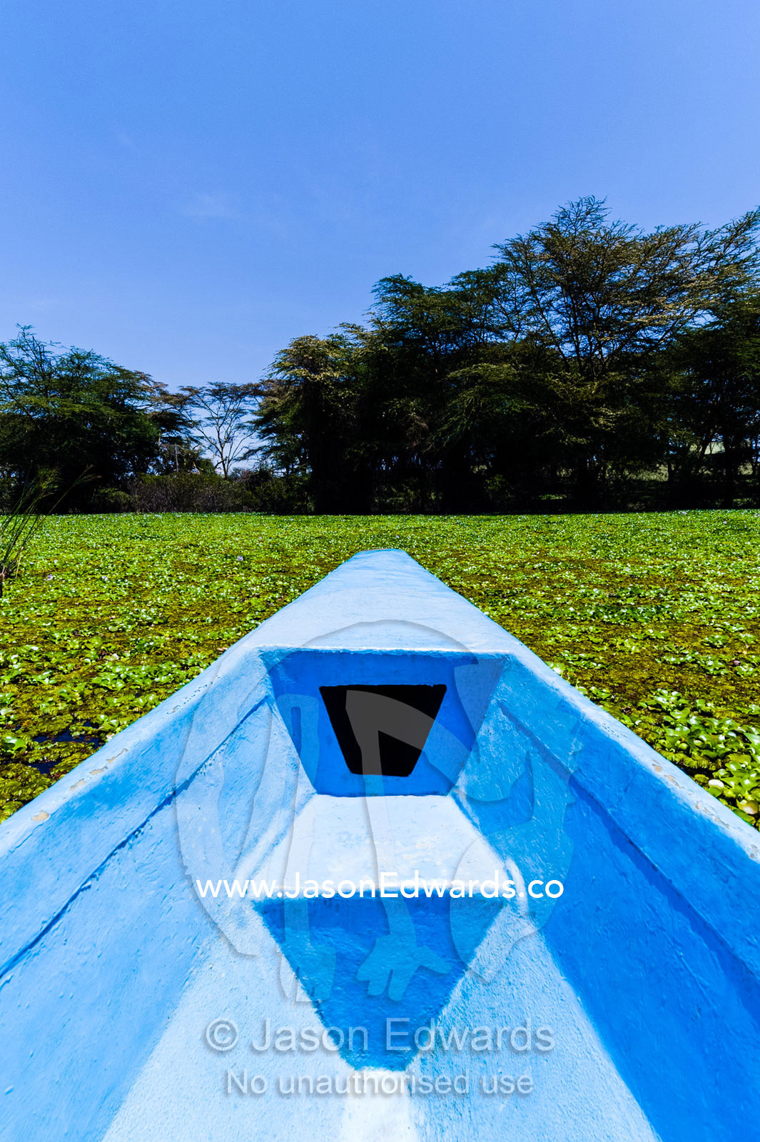The bow of a boat pushing through a dense mat of invasive water hyacinth choking the surface of a freshwater lake. Lake Naivasha, Nakuru County, Great Rift Valley, Kenya.