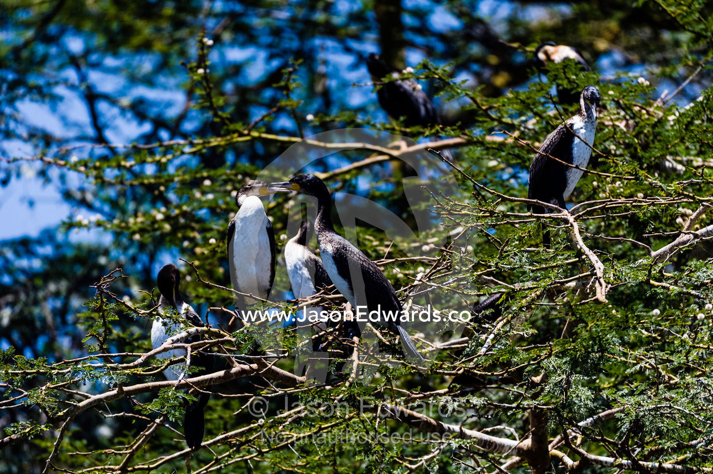 White-breasted Cormorants perched in the branches of an Acacia tree by the bank of Lake Naivasha. Lake Naivasha, Nakuru County, Great Rift Valley, Kenya.