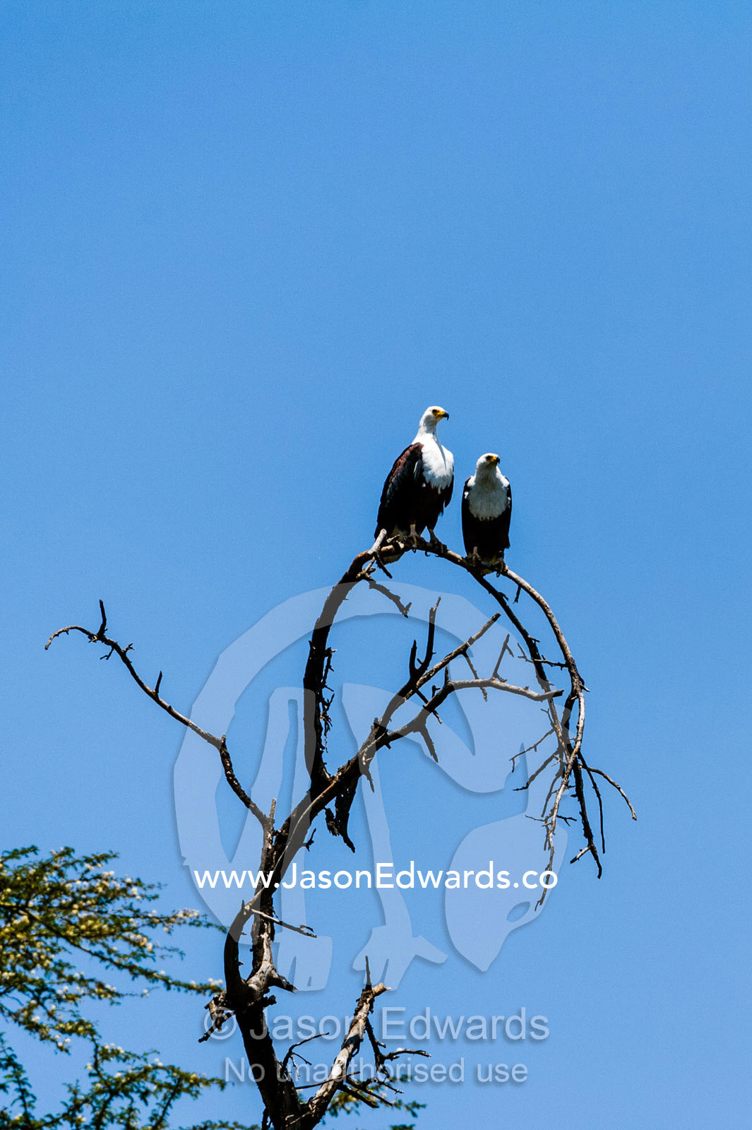 A pair of African fish eagles roosting in a dead tree above a freshwater lake. Lake Naivasha, Nakuru County, Great Rift Valley, Kenya.