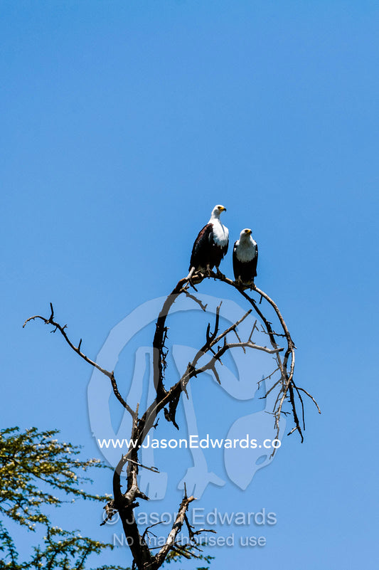 A pair of African fish eagles roosting in a dead tree above a freshwater lake. Lake Naivasha, Nakuru County, Great Rift Valley, Kenya.