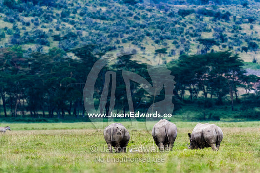 A herd of white rhinoceros grazing on the short grasses of the savannah plain. Lake Naivasha, Nakuru County, Great Rift Valley, Kenya.