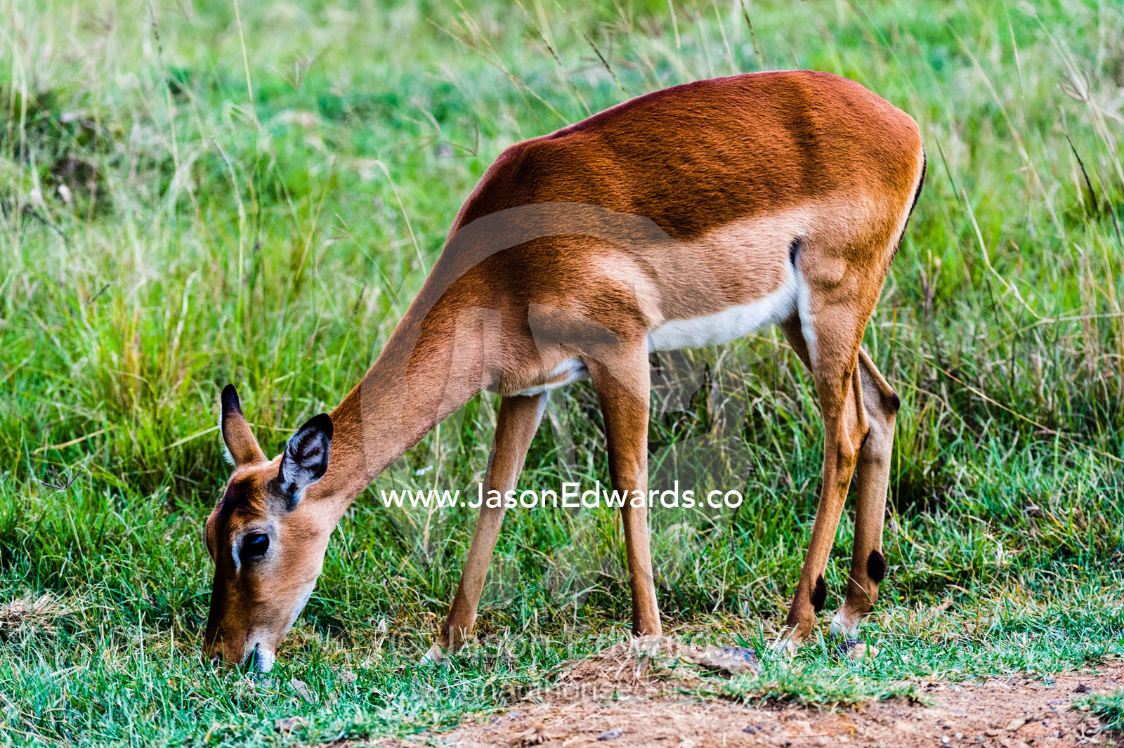 A female Impala grazing on the short grass savannah plain. Lake Naivasha, Nakuru County, Great Rift Valley, Kenya.