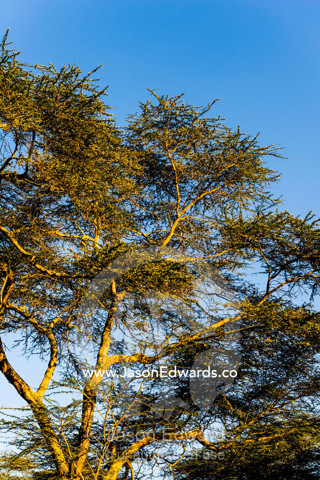 The sprawling canopy of a yellow fever acacia sun lit by the golden rays of afternoon sun, Lake Naivasha, Nakuru County, Great Rift Valley, Kenya.