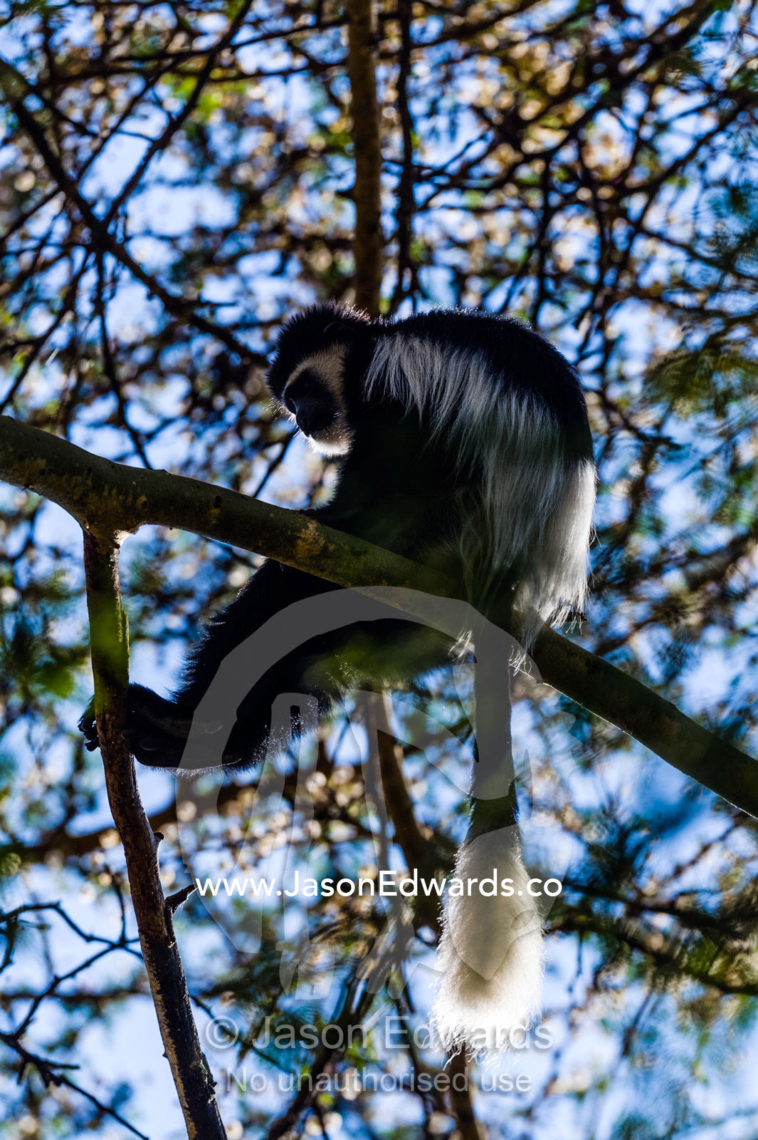 A Black and White Colobus relaxing on a branch in the canopy of an acacia tree. Lake Naivasha, Nakuru County, Great Rift Valley, Kenya.