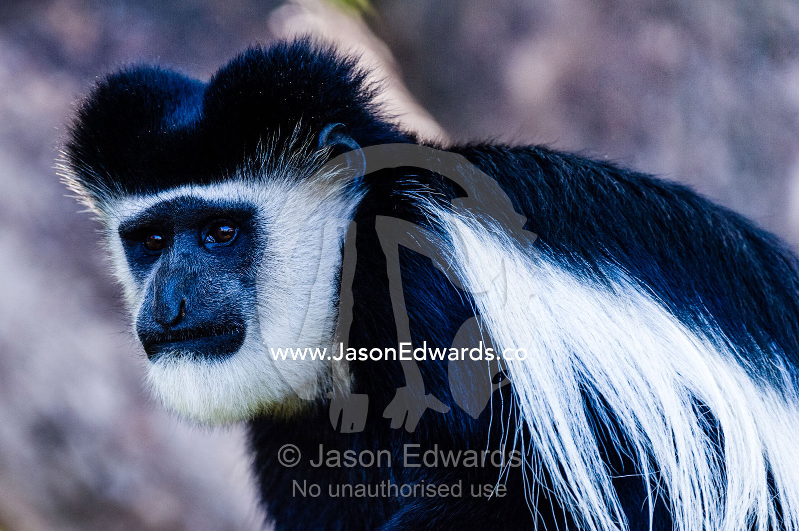 A Black and White Colobus sporting an Elvis Presley hairstyle. Lake Naivasha, Nakuru County, Great Rift Valley, Kenya.