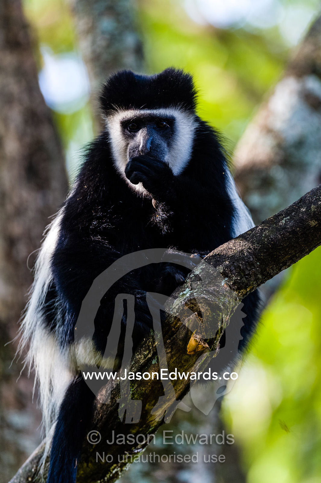 A Black and White Colobus feeding whilst relaxing on a branch in the canopy of an acacia tree. Lake Naivasha, Nakuru County, Great Rift Valley, Kenya.