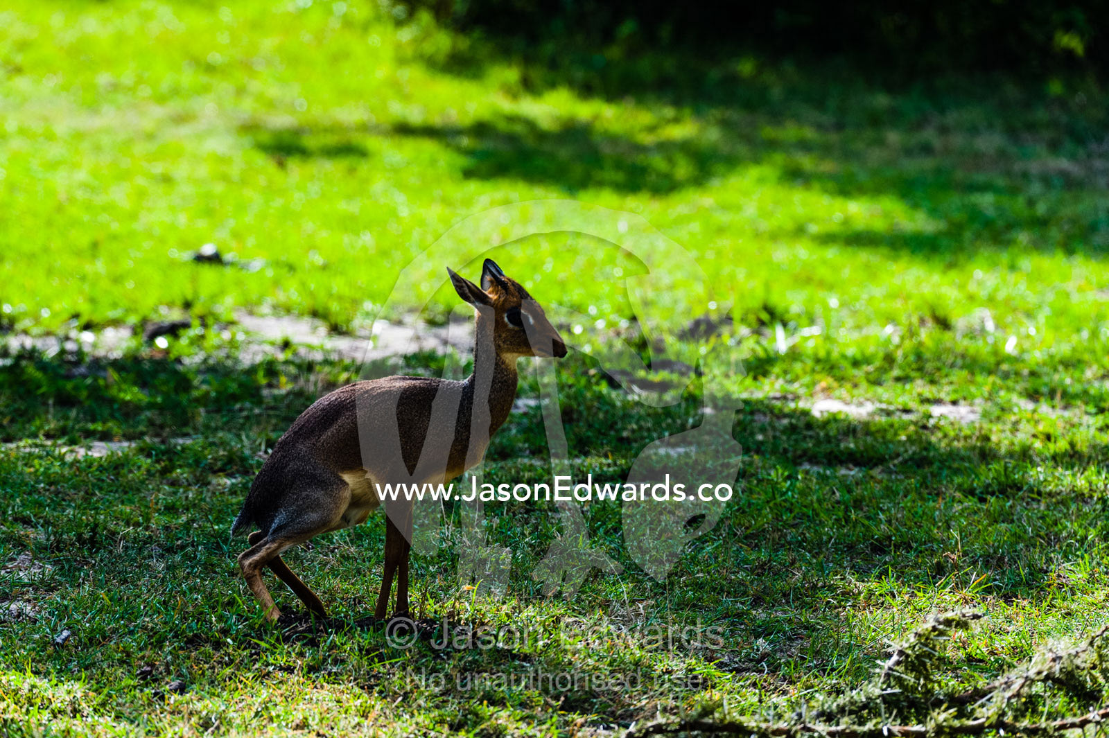 A diminutive Kirk's Dik Dik urinating on the savannah plain. Maasai Mara National Reserve, Narok County, Kenya.
