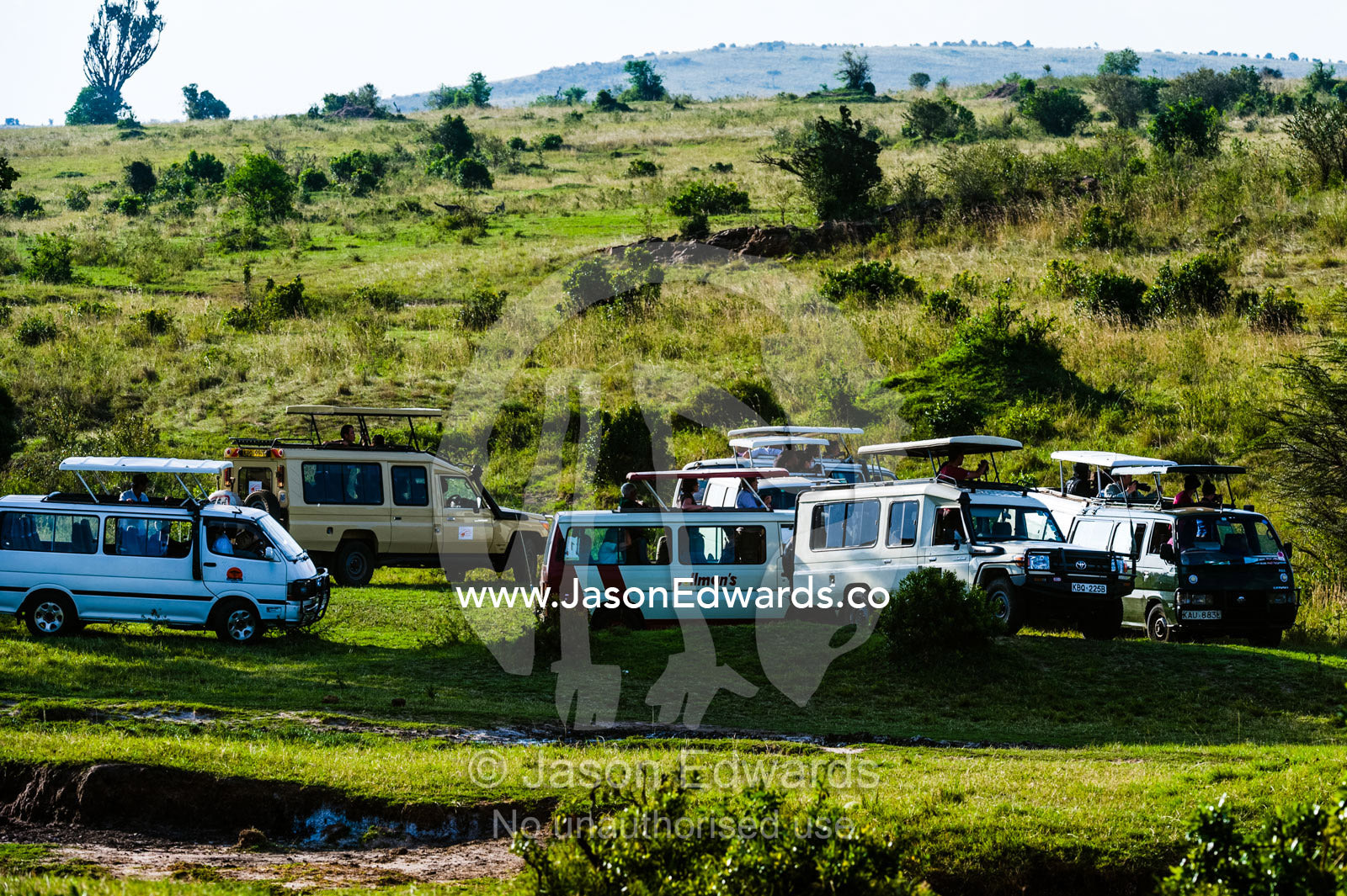 Tourist 4wds illegally surround a lion after leaving the designated trails to satisfy tourists. Maasai Mara National Reserve, Narok County, Kenya.