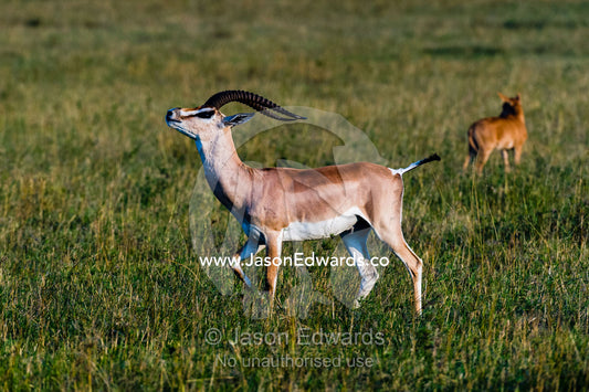 A Grants gazelle strutting and scenting a female in oestrus during a mating display. Maasai Mara National Reserve, Narok County, Kenya.