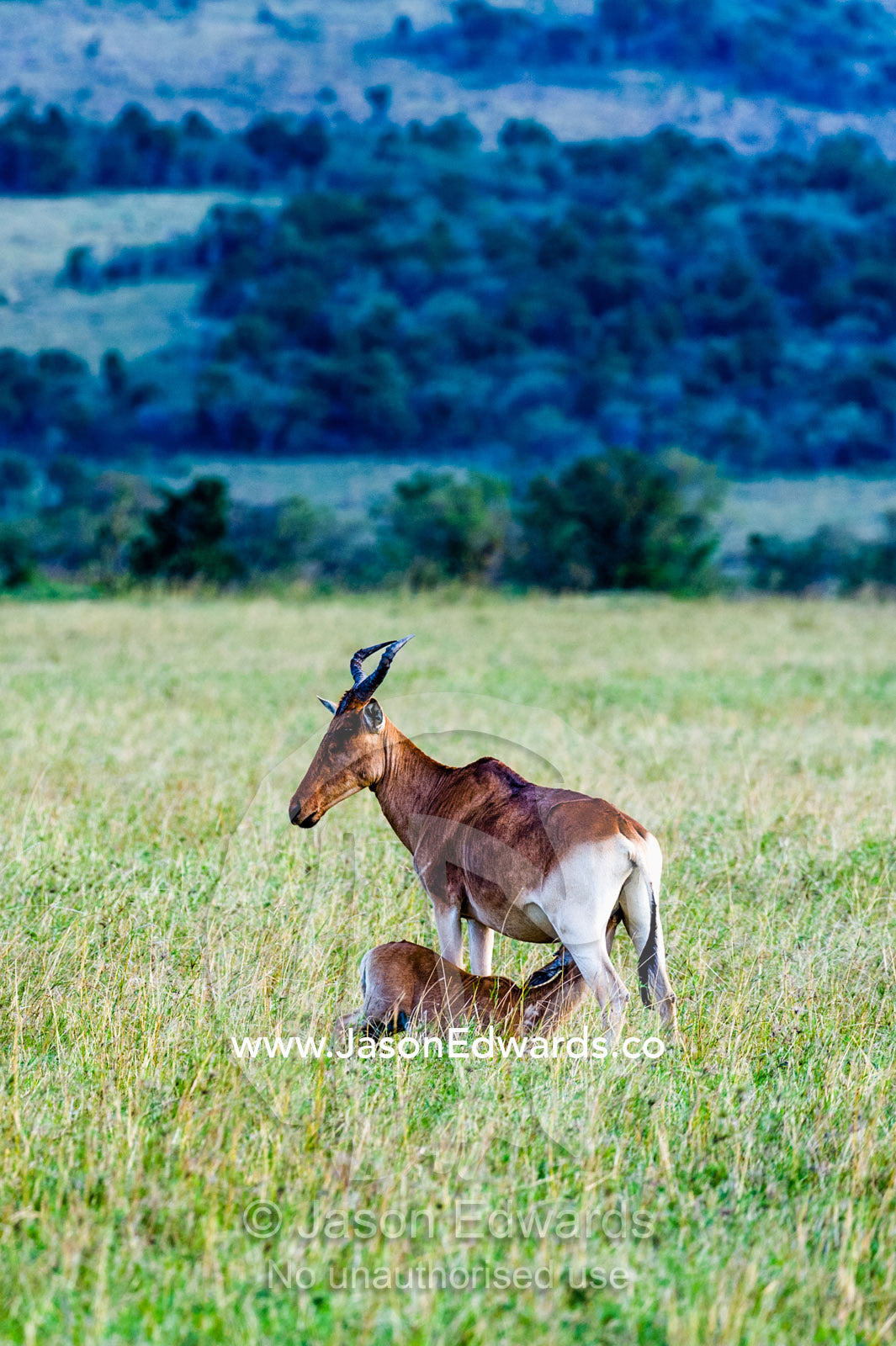 A Coke's Hartebeest calf suckling milk from its mother on the savannah plain. Maasai Mara National Reserve, Narok County, Kenya.