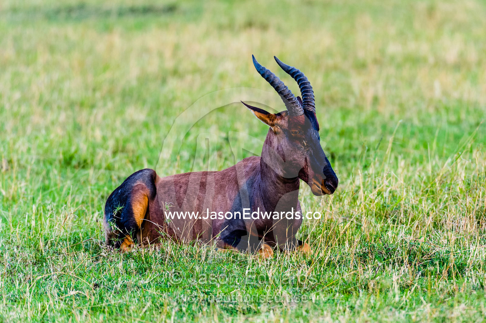 A Topi resting on the short grass savannah plain. Maasai Mara National Reserve, Narok County, Kenya.