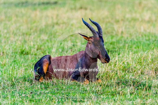 A Topi resting on the short grass savannah plain. Maasai Mara National Reserve, Narok County, Kenya.