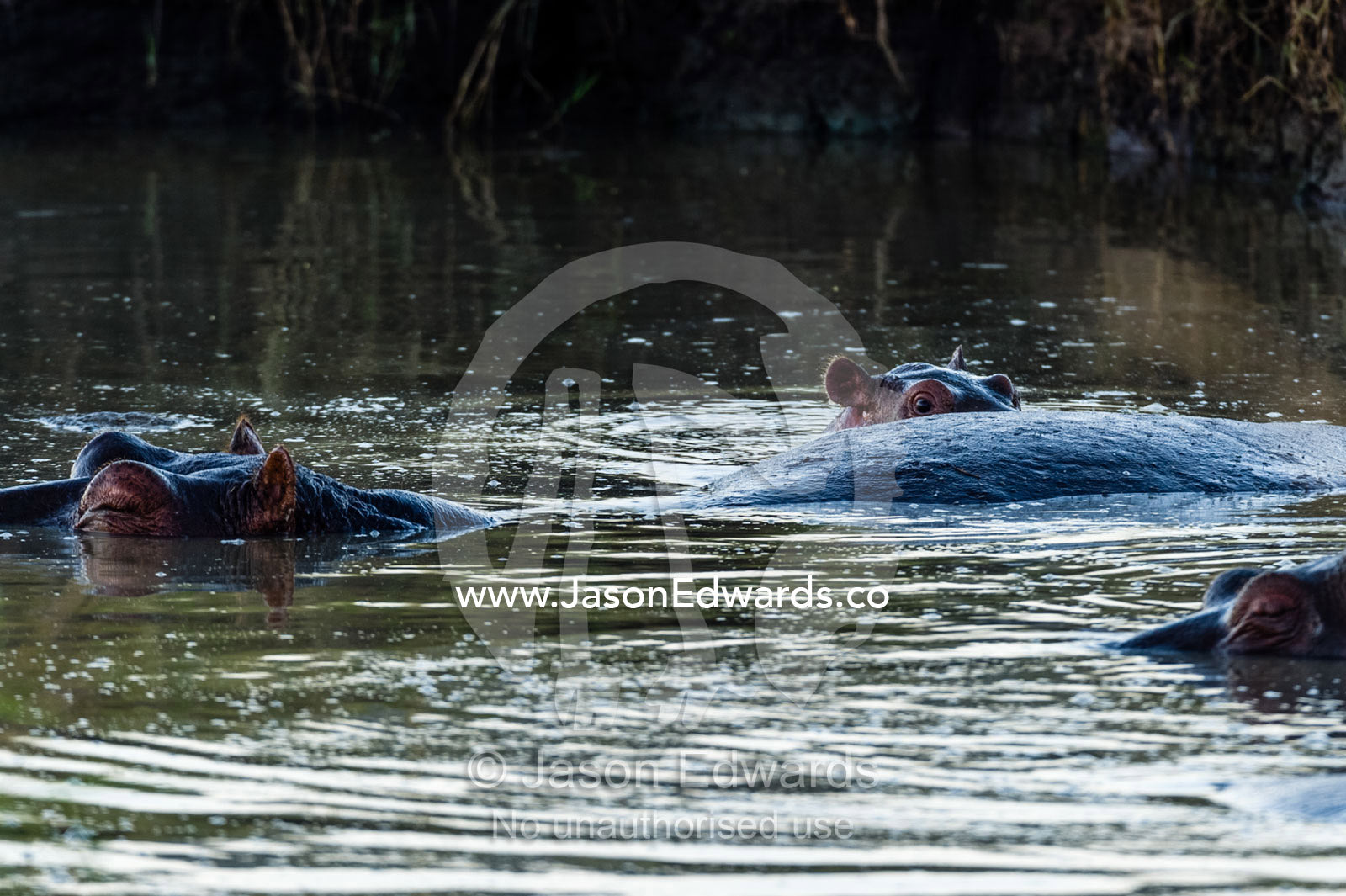 A pod of Nile Hippopotamus wallowing in a pool after sunset. Maasai Mara National Reserve, Narok County, Kenya.