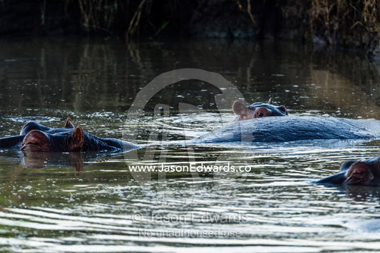 A pod of Nile Hippopotamus wallowing in a pool after sunset. Maasai Mara National Reserve, Narok County, Kenya.