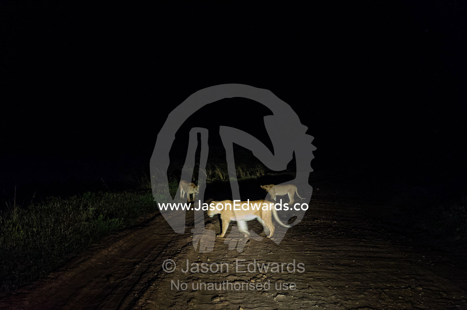 A pride of African Lions cross a dirt road in the middle of the night. Maasai Mara National Reserve, Narok County, Kenya.