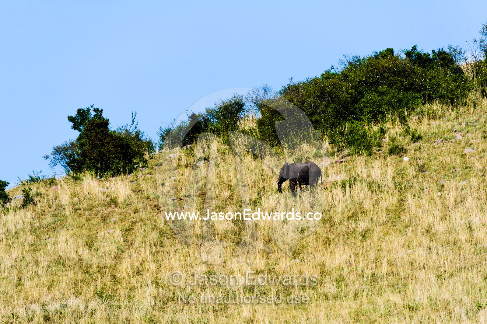 A sub-adult African Elephant descending a small hill on the savannah. Maasai Mara National Reserve, Narok County, Kenya.