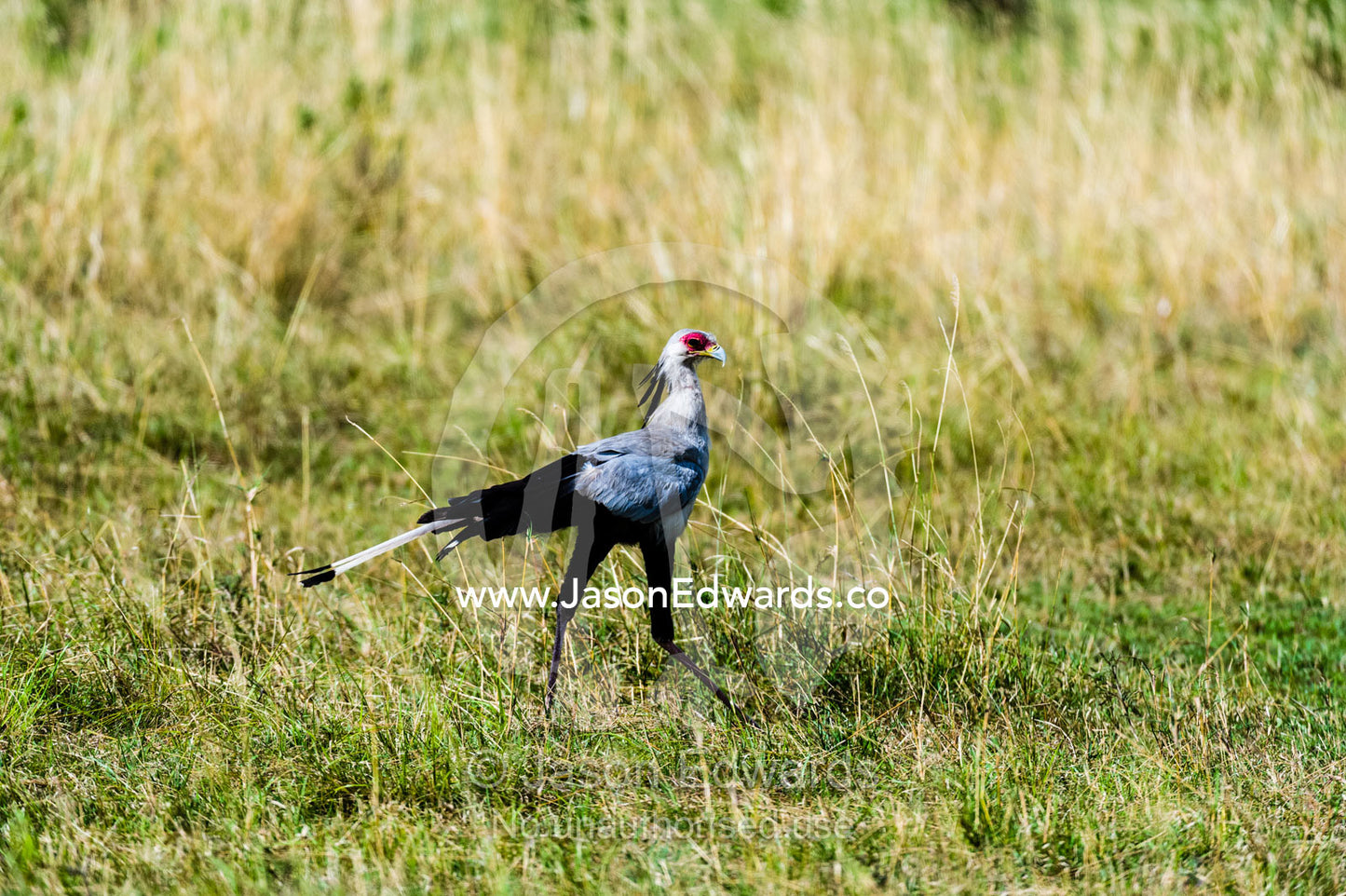 A Secretary Bird striding across the savannah plain in search of prey. Maasai Mara National Reserve, Narok County, Kenya.
