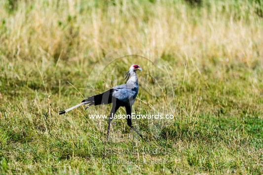 A Secretary Bird striding across the savannah plain in search of prey. Maasai Mara National Reserve, Narok County, Kenya.