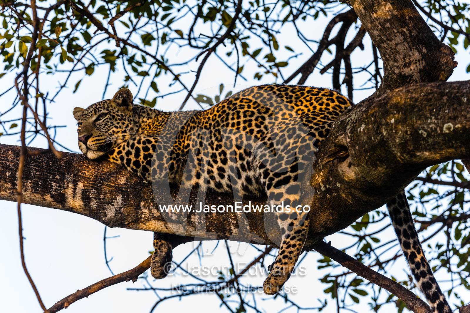 An African leopard with a full belly sleeping on a tree branch at sunset. Maasai Mara National Reserve, Narok County, Kenya.