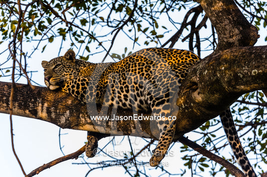 An African leopard with a full belly sleeping on a tree branch at sunset. Maasai Mara National Reserve, Narok County, Kenya.