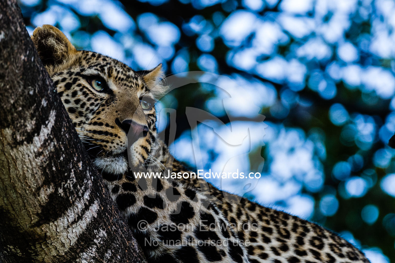 An African leopard stares intently at animals grazing on the savannah plain from its roost on a tree branch. Maasai Mara National Reserve, Narok County, Kenya.